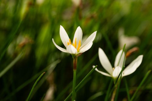 Free Close-up of white Zephyranthes flowers amidst lush green grass, showcasing natural beauty. Stock Photo