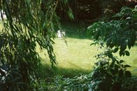 翠绿的植物和阳光环绕着郁郁葱葱的绿色河流
