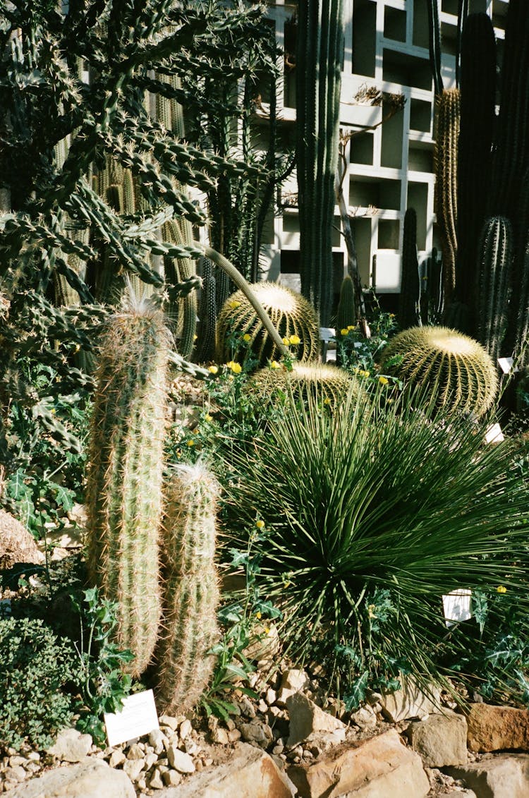 Brown Cactuses