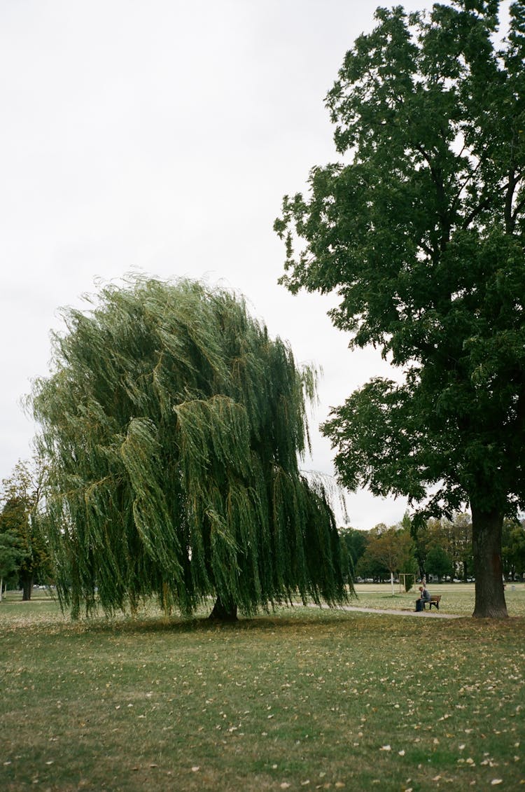 Willow Tree