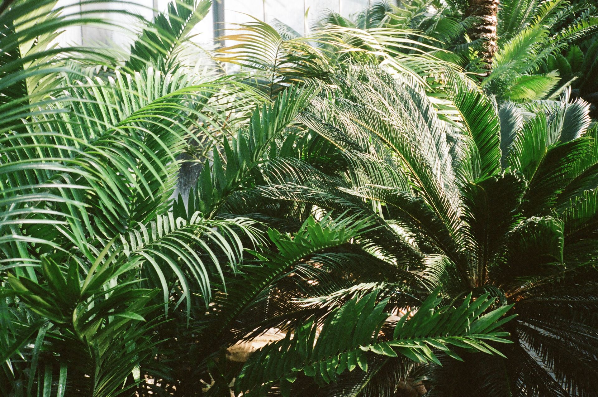 Vibrant and lush tropical palm leaves in a sunlit greenhouse environment, showcasing nature's beauty.