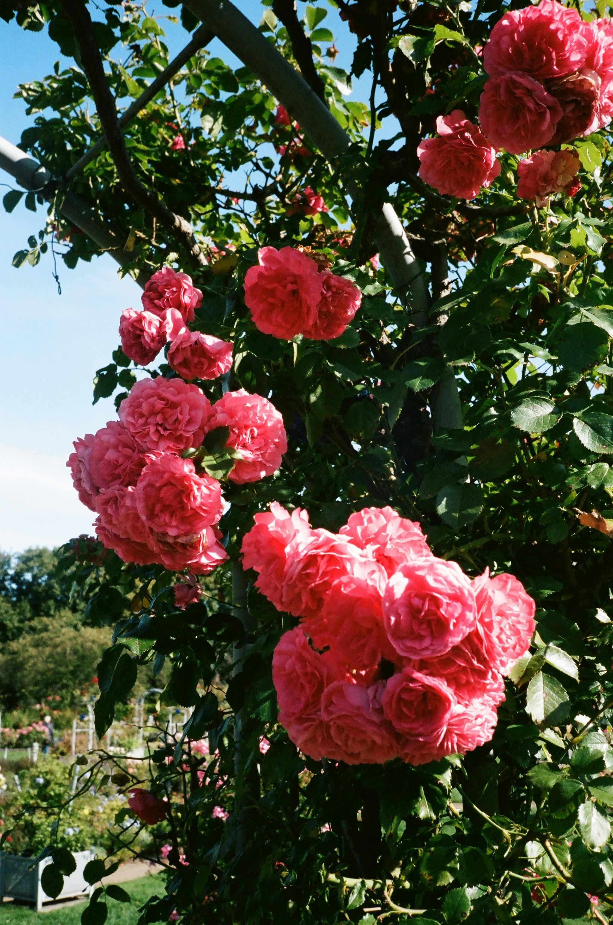 English Rose Garden Wallpapers  Top Free English Rose Garden Backgrounds   WallpaperAccess