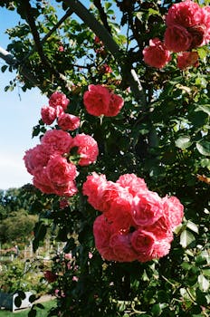 晴朗的天空下，迷人的粉红玫瑰在郁郁葱葱的花园里盛开，展示着大自然的美丽