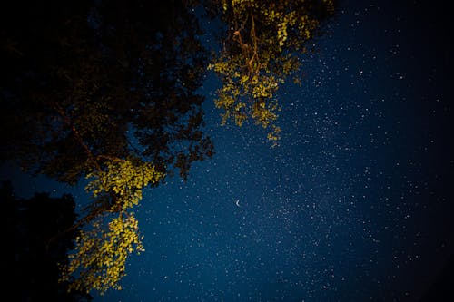 Photo En Contre Plongée De L'arbre Pendant La Nuit