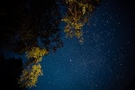 夜空中星光熠熠，新月的轮廓映衬着树枝