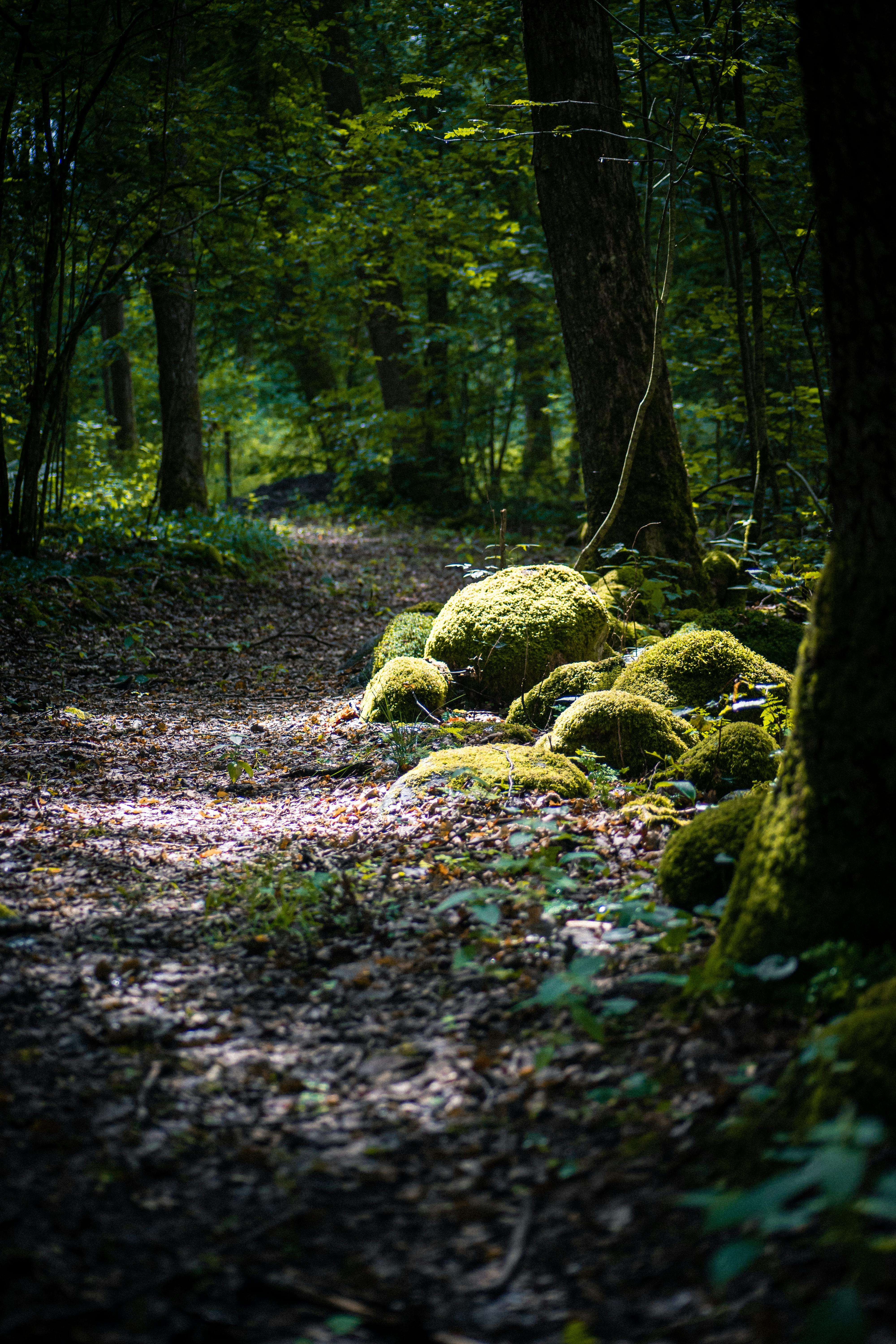 green mossy rock