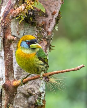 bird