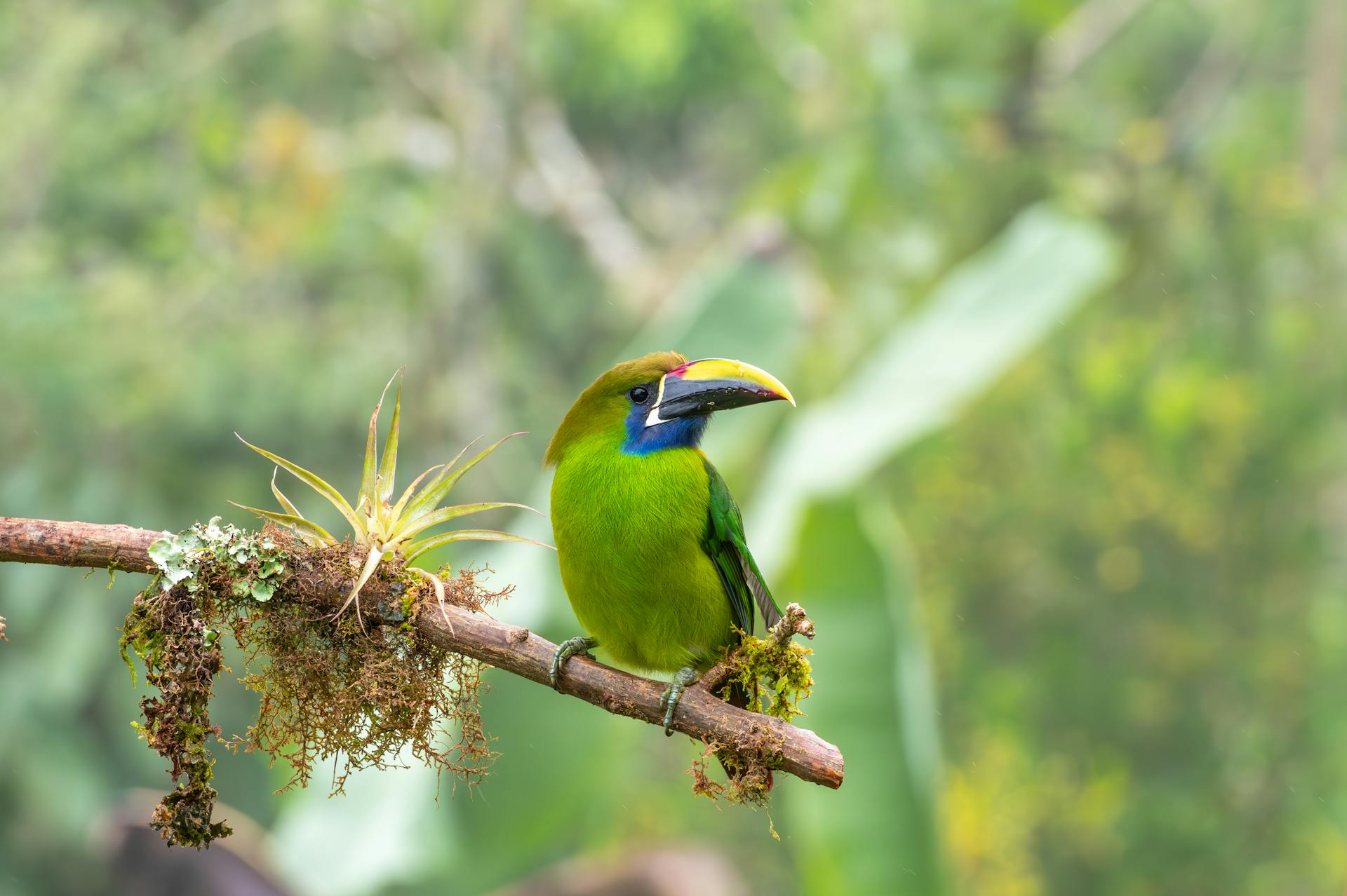 Vibrant Emerald Toucanet on lush mossy branch in Costa Rican rainforest.