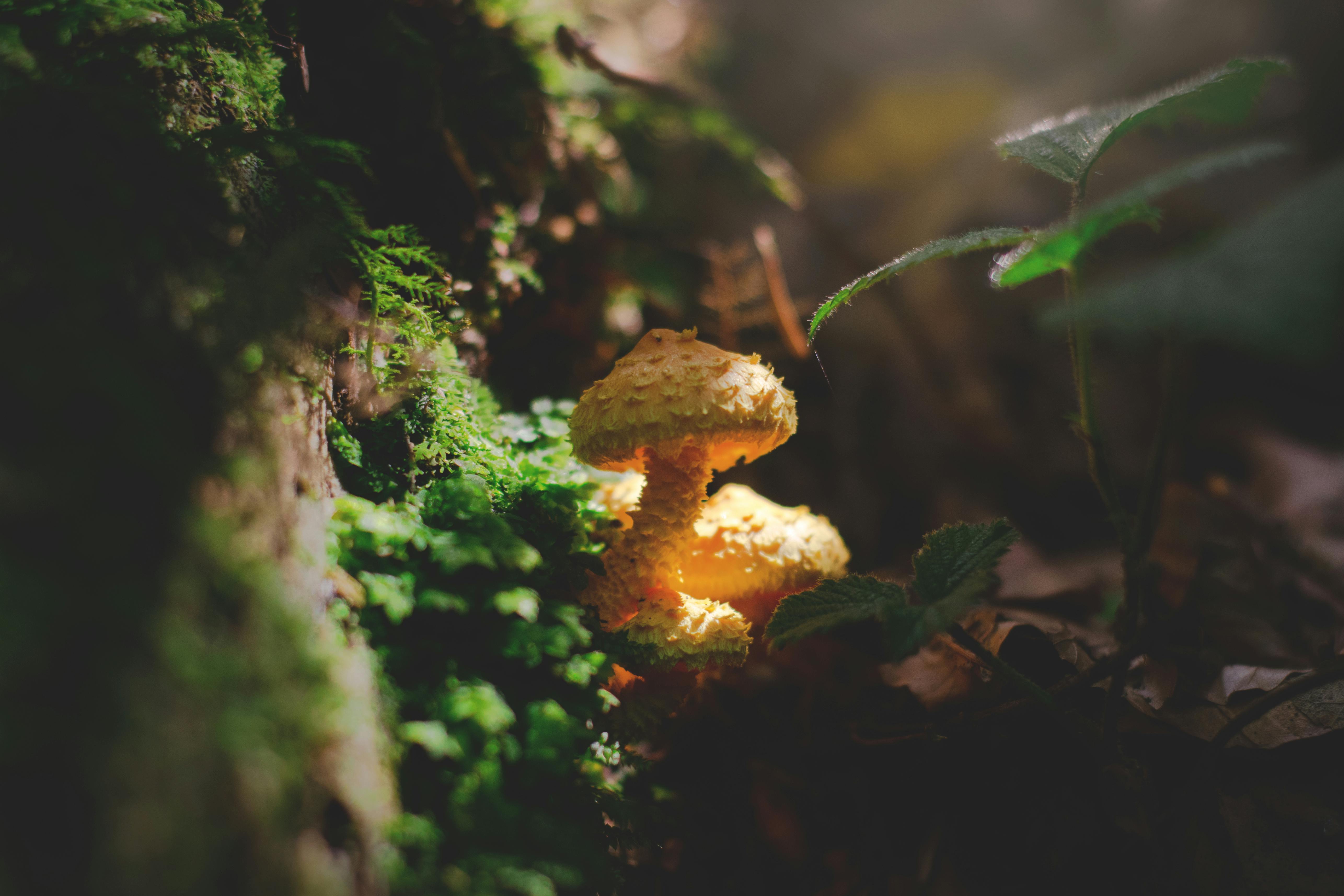 yellow mushroom beside moss