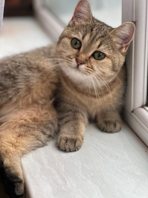 Free Adorable British Shorthair cat with green eyes lounging by the window. Perfect for pet lovers. Stock Photo