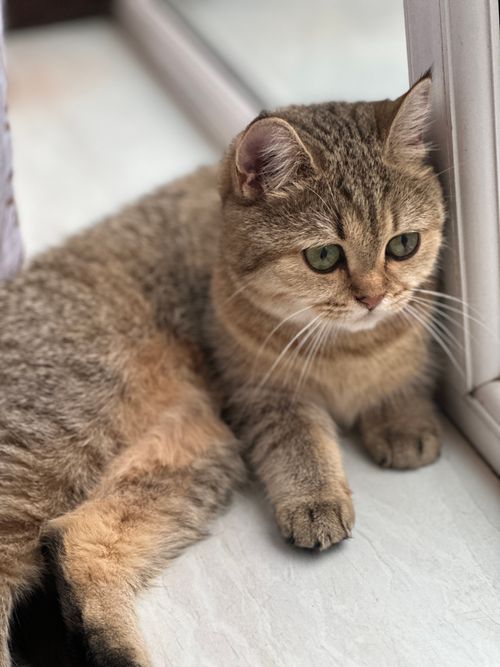 Free Adorable British Shorthair cat sitting by the window, looking curious. Stock Photo