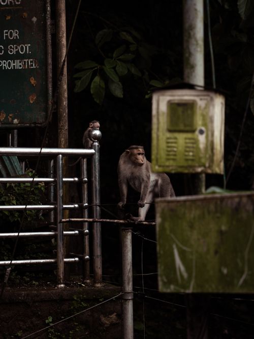 Free Two monkeys relax on a railing in Kerala's verdant outdoors, captured in moody lighting. Stock Photo