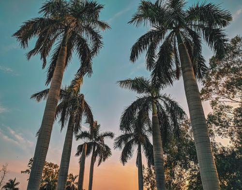 Free Majestic palm trees silhouetted against a vibrant sunset sky, capturing nature's tranquil beauty. Stock Photo