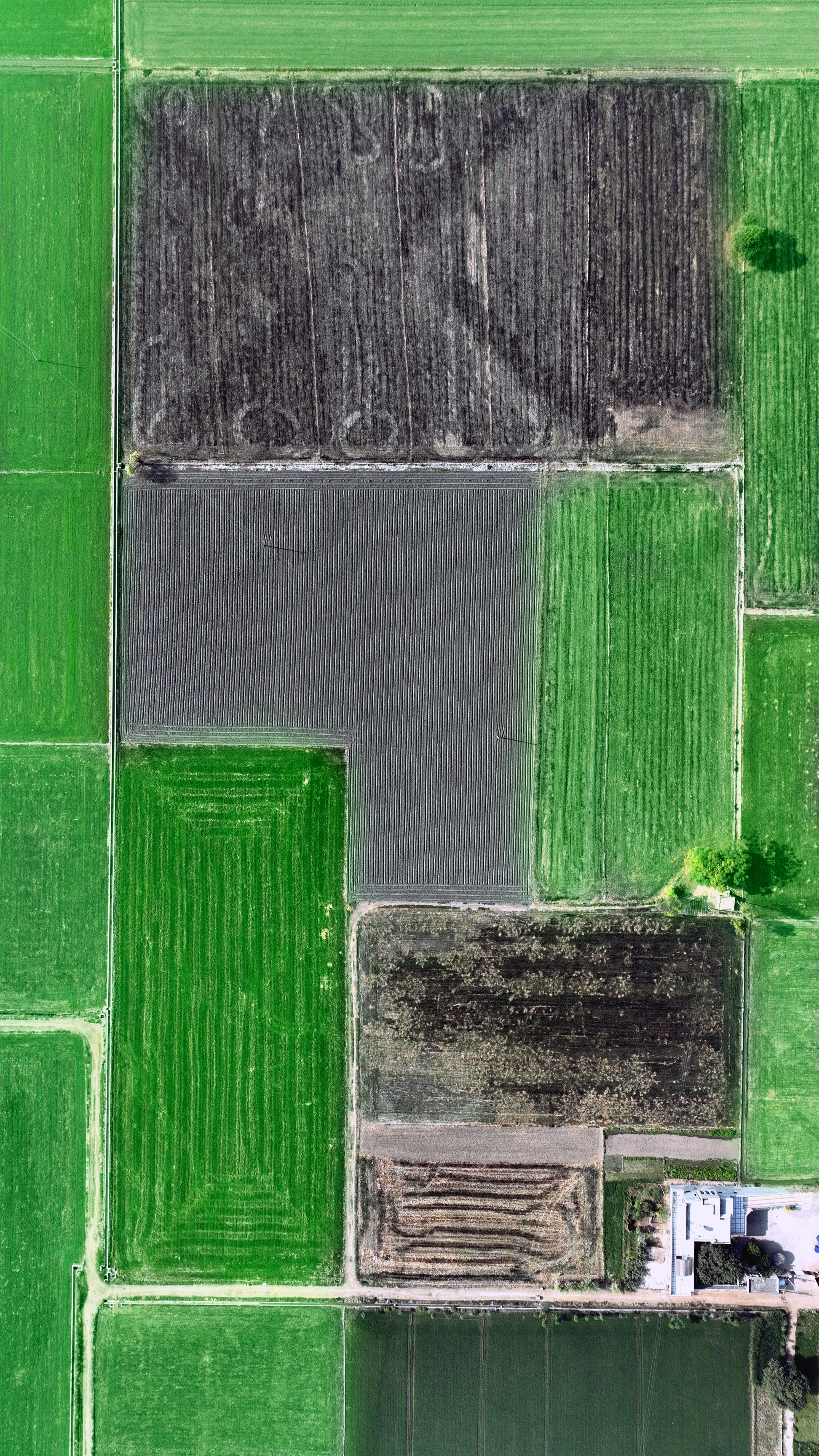 Aerial View of Lush Green Agricultural Fields · Free Stock Photo