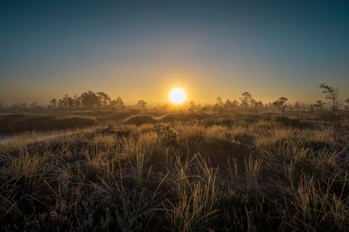 Free Captivating sunrise over a misty swamp landscape, with dew-kissed grass and serene morning light. Stock Photo