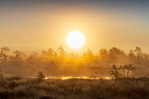 Free Golden sunrise illuminating a misty bog with trees in a tranquil, natural setting. Stock Photo