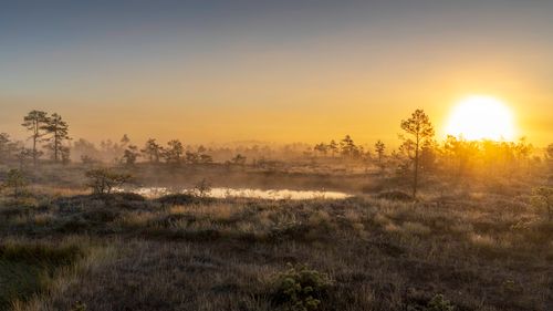 Free Serene early sunrise over a foggy bog landscape, capturing nature's tranquility. Stock Photo