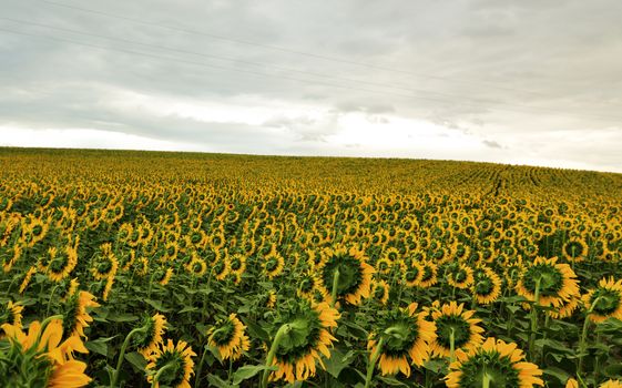 Discover a sprawling field of vibrant sunflowers in Çanakkale, Türkiye, during a cloudy summer day.