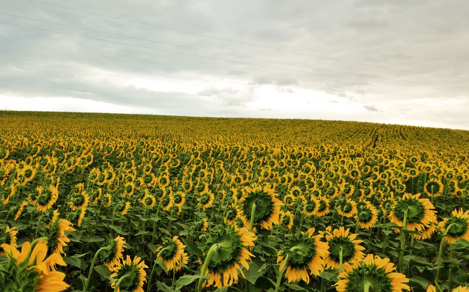 Discover a sprawling field of vibrant sunflowers in Çanakkale, Türkiye, during a cloudy summer day.