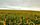 sunflower field