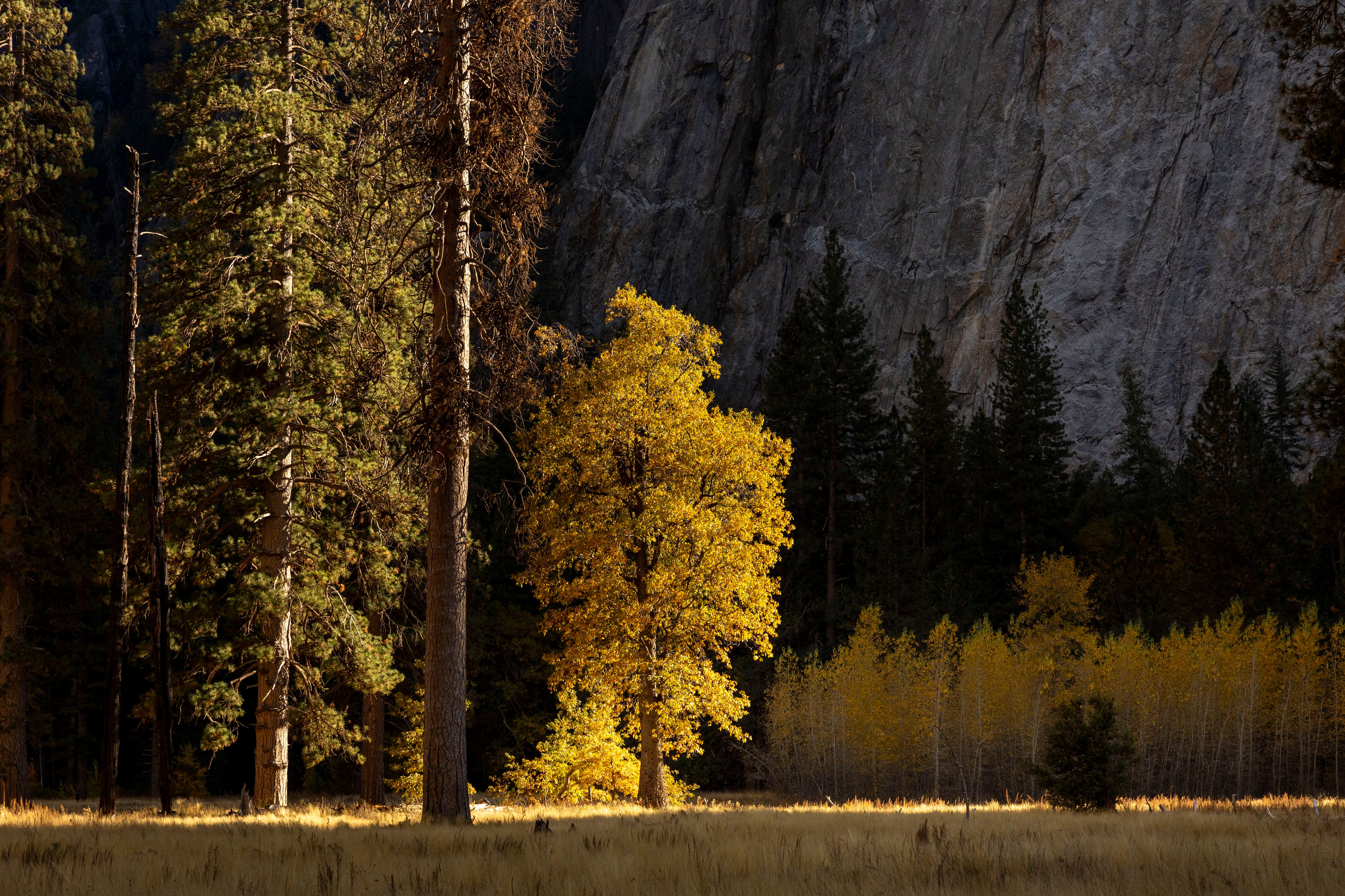 Golden Tree in Majestic Forest Landscape · Free Stock Photo