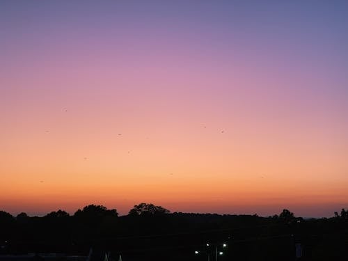 Free stock photo of beautiful sunset, birds, colors