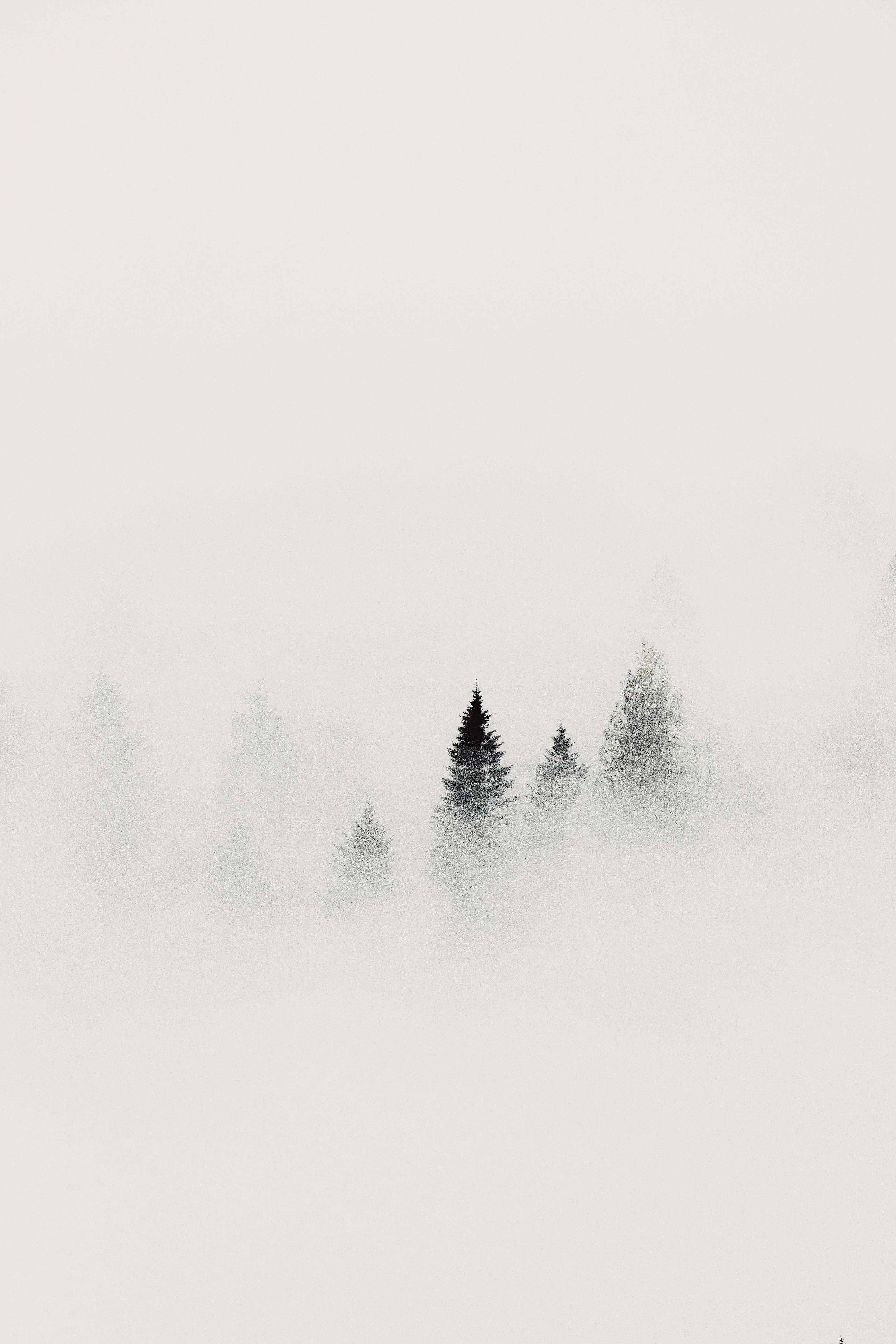 A serene landscape of towering pine trees enveloped in thick mist, creating a tranquil atmosphere.