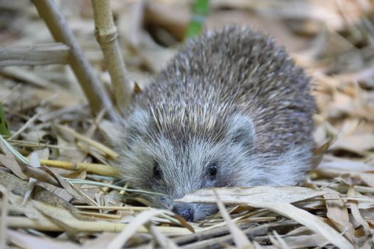 hedgehog photo