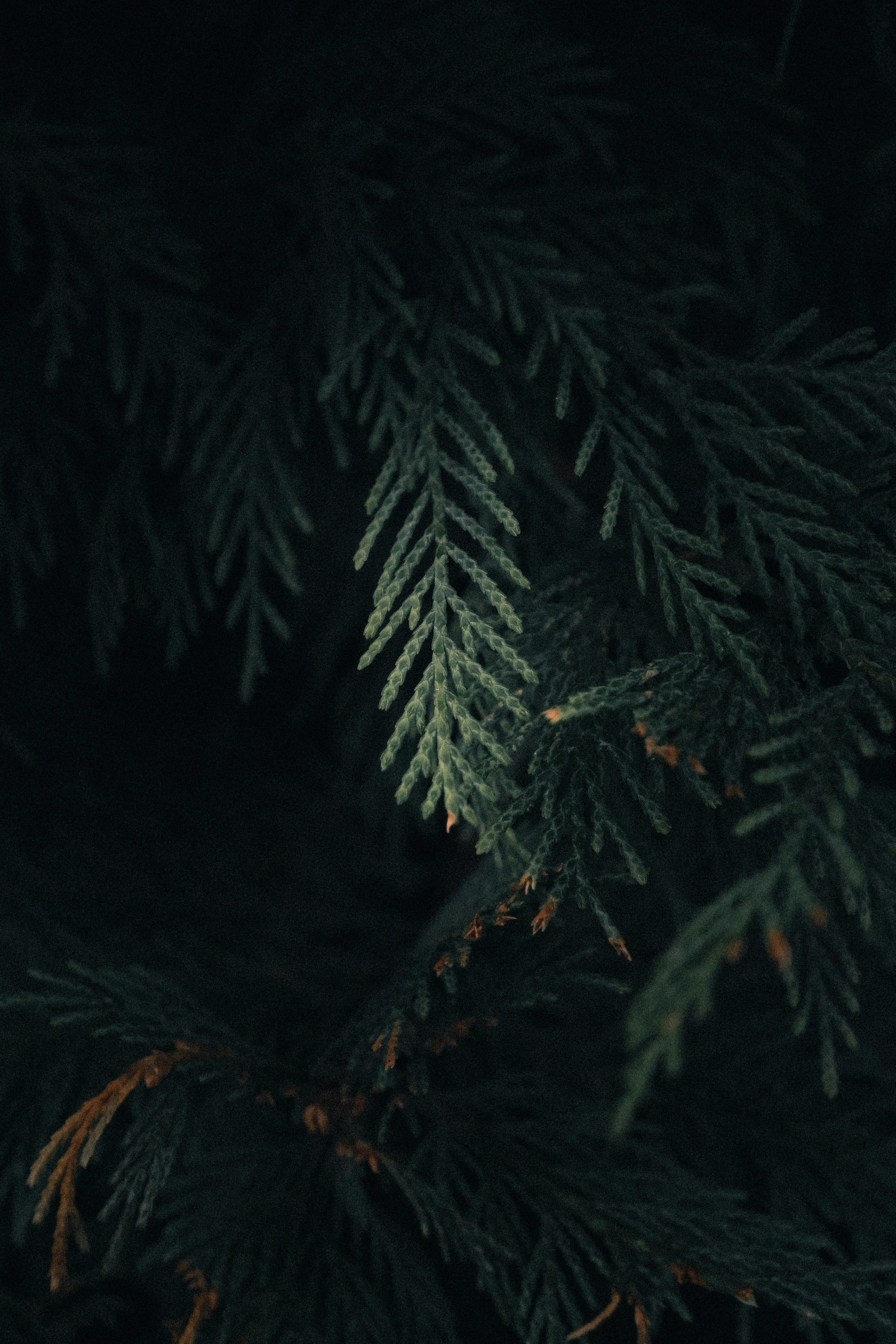 Kostenlos Kostenloses Stock Foto zu atmosphärisch, ausführlich, baum Stock-Foto