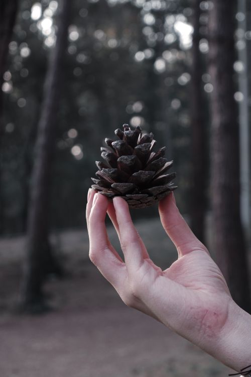 Free A hand holding a pine cone in a serene forest environment, showcasing nature's beauty. Stock Photo