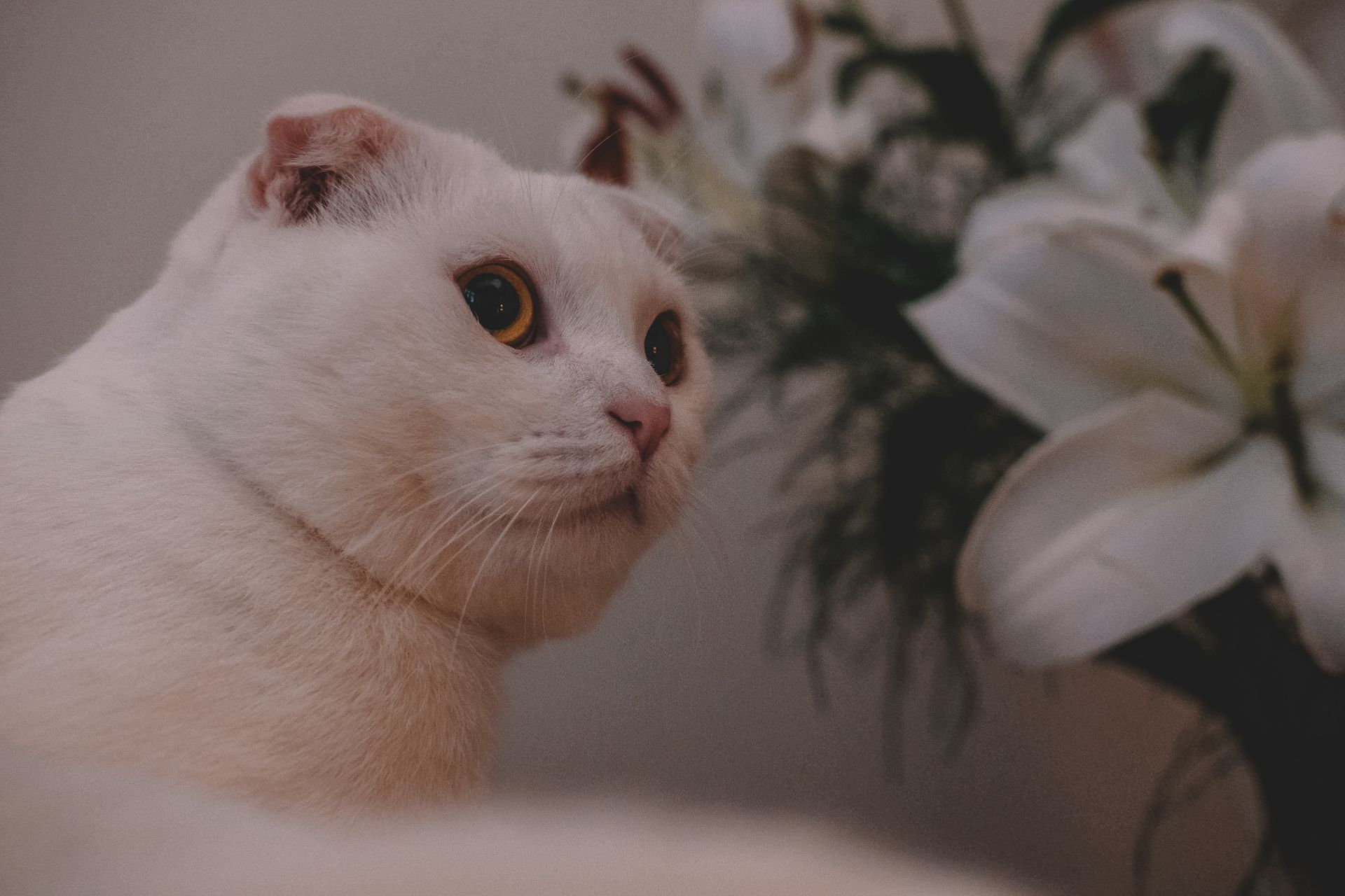 A white Scottish Fold cat sitting next to white lilies indoors, soft lighting.