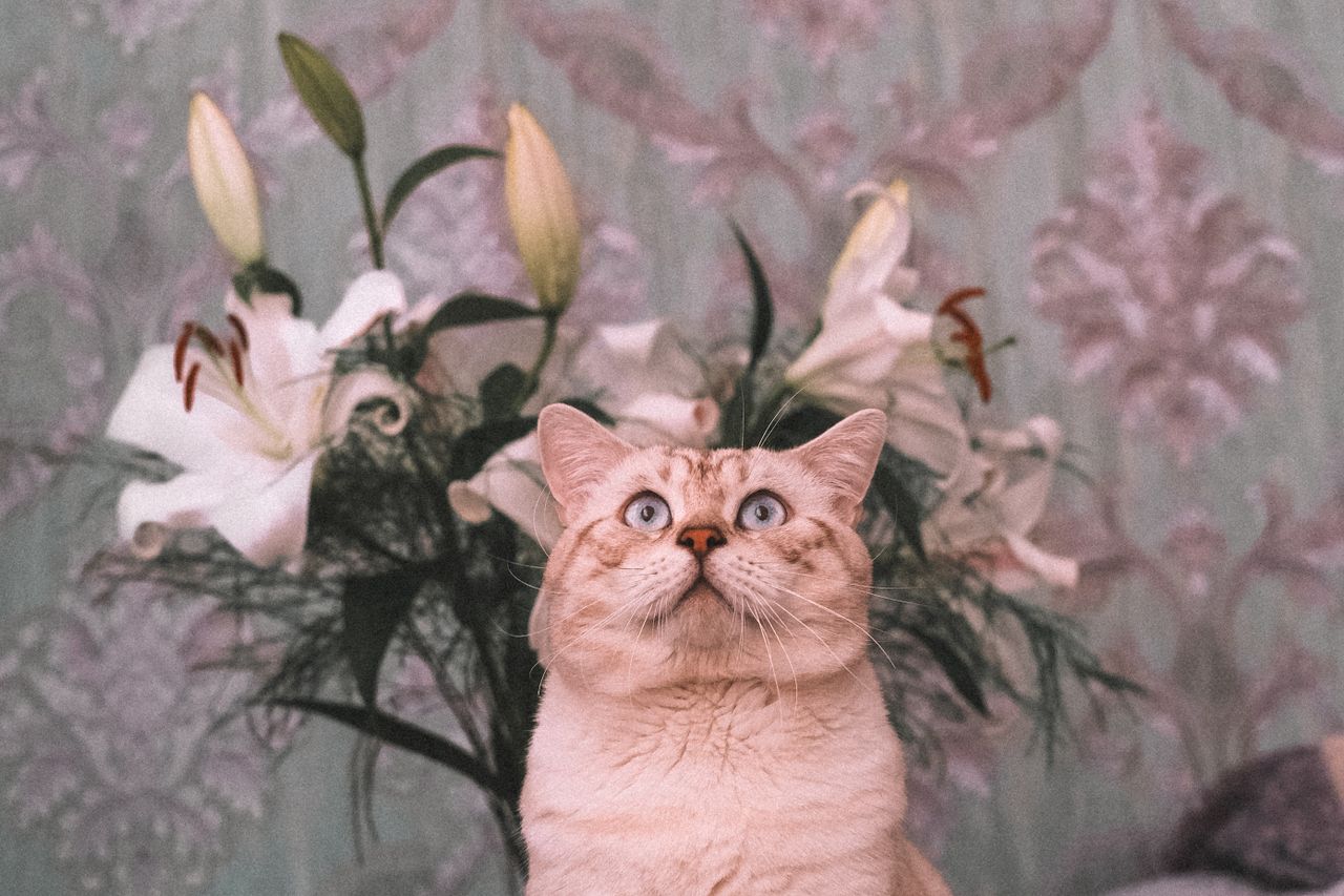 adorable cat sitting in front of a bouquet of lilies indoors with vint