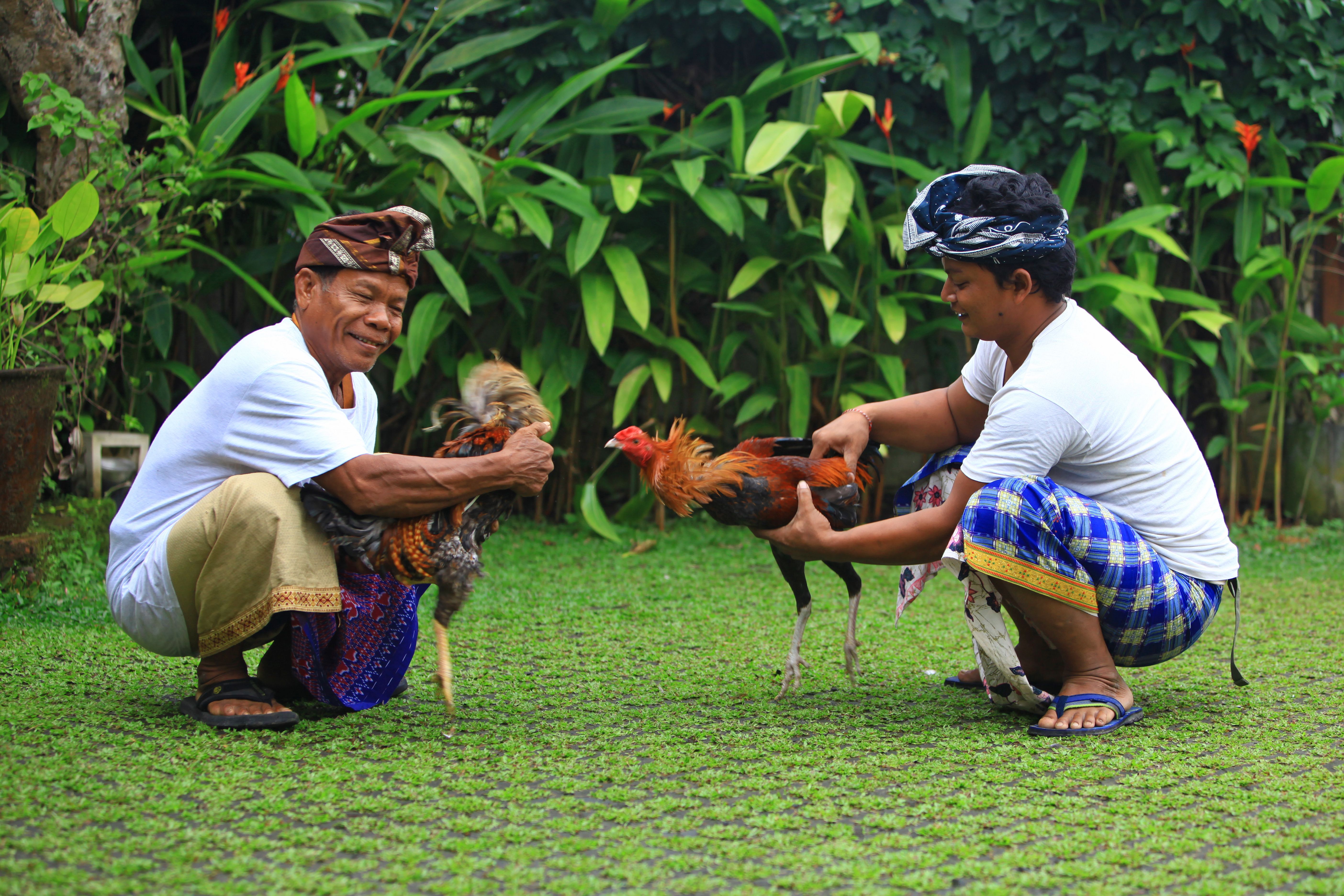 Bên Trong Thế Giới Đá Gà Bali: Hành Trình Khám Phá Một Truyền Thống 700 Năm