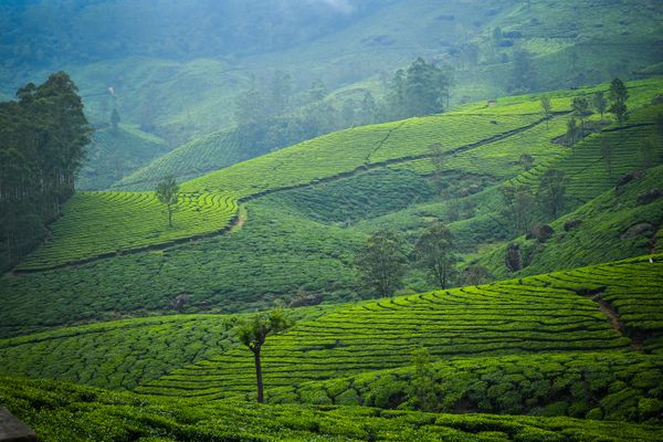 Munnar Group Expedition