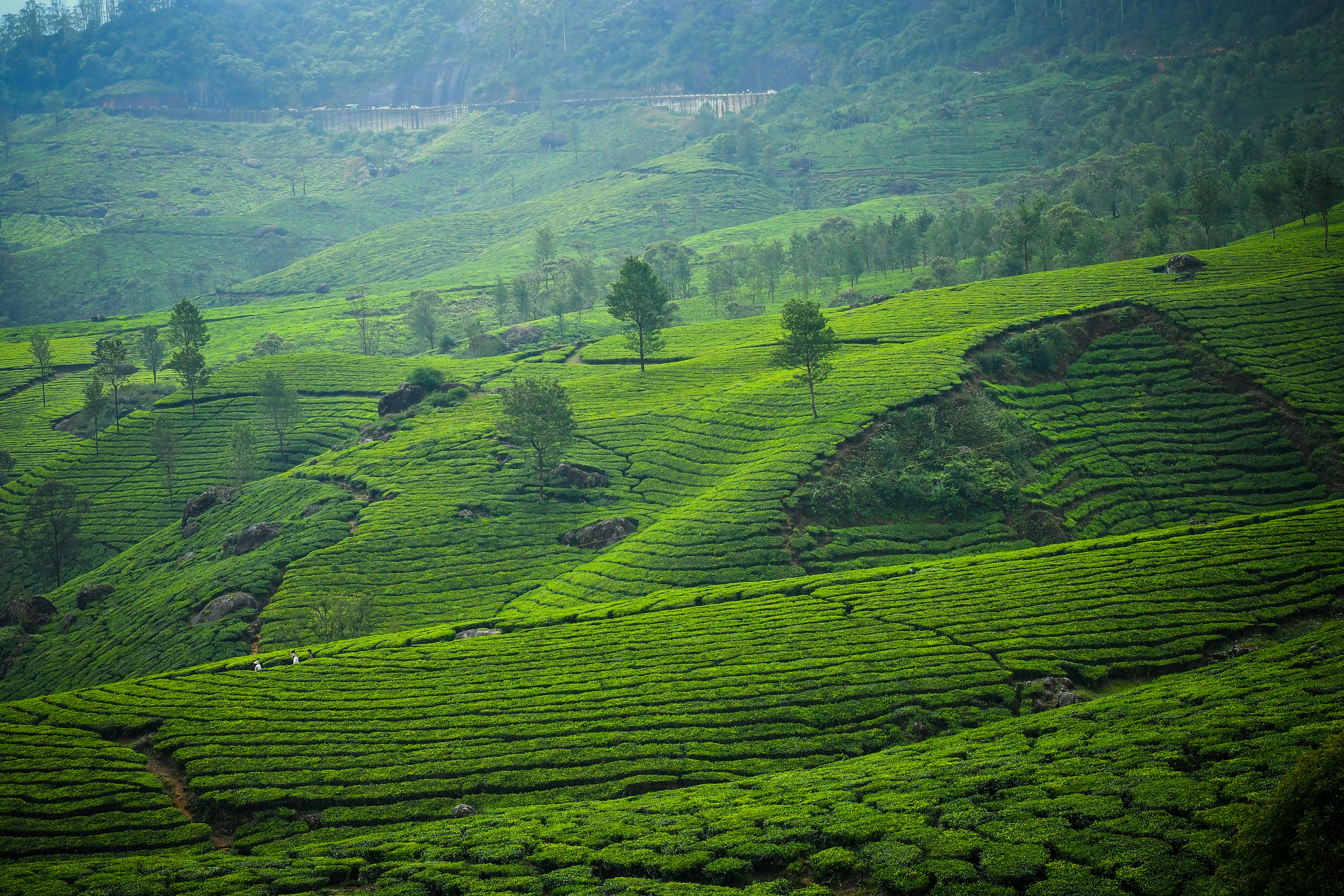 Munnar Hills