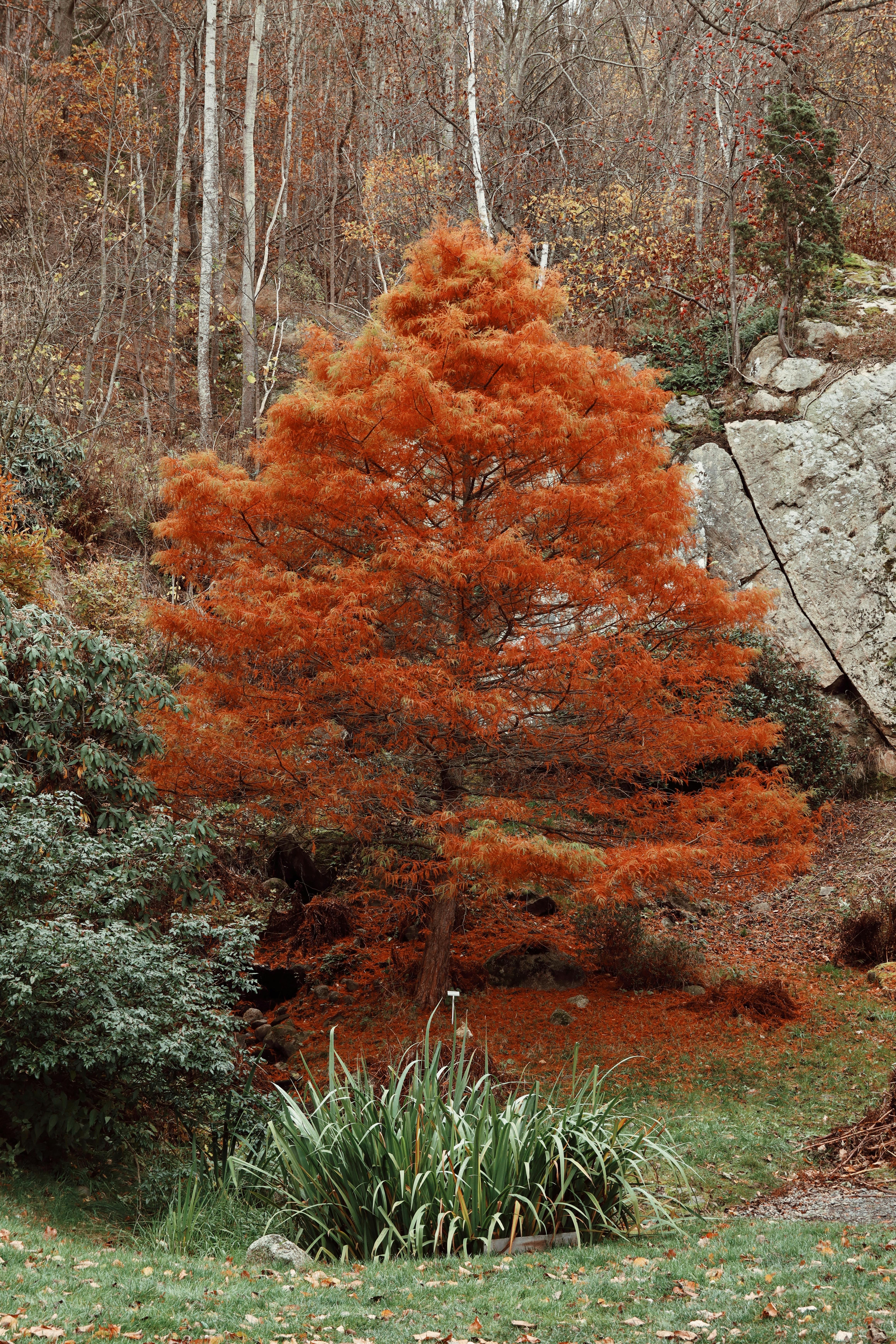 autumn foliage in huskvarna sweden