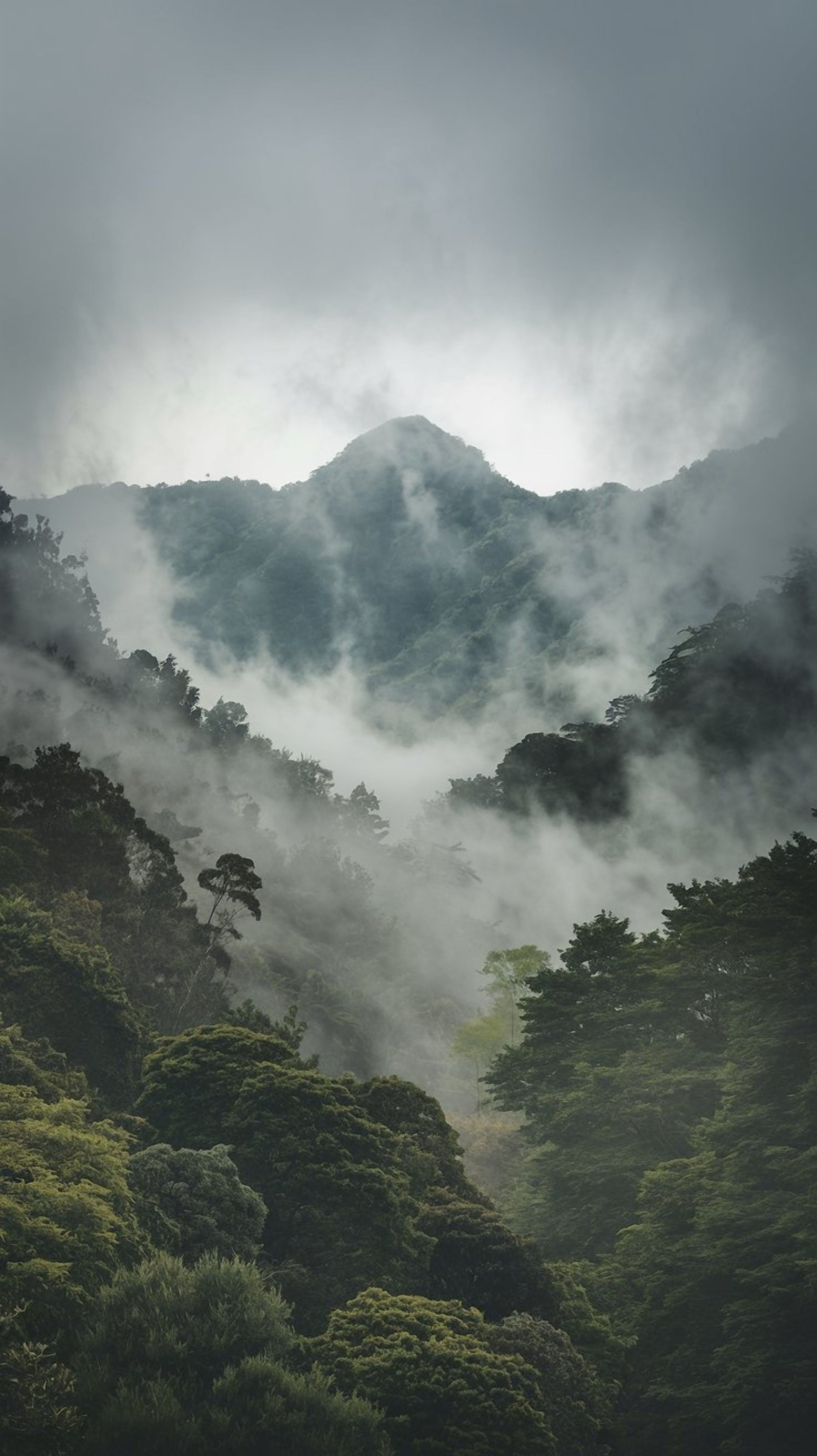 A tranquil mountain landscape enveloped in mist and lush greenery, creating a calm and mysterious ambiance.