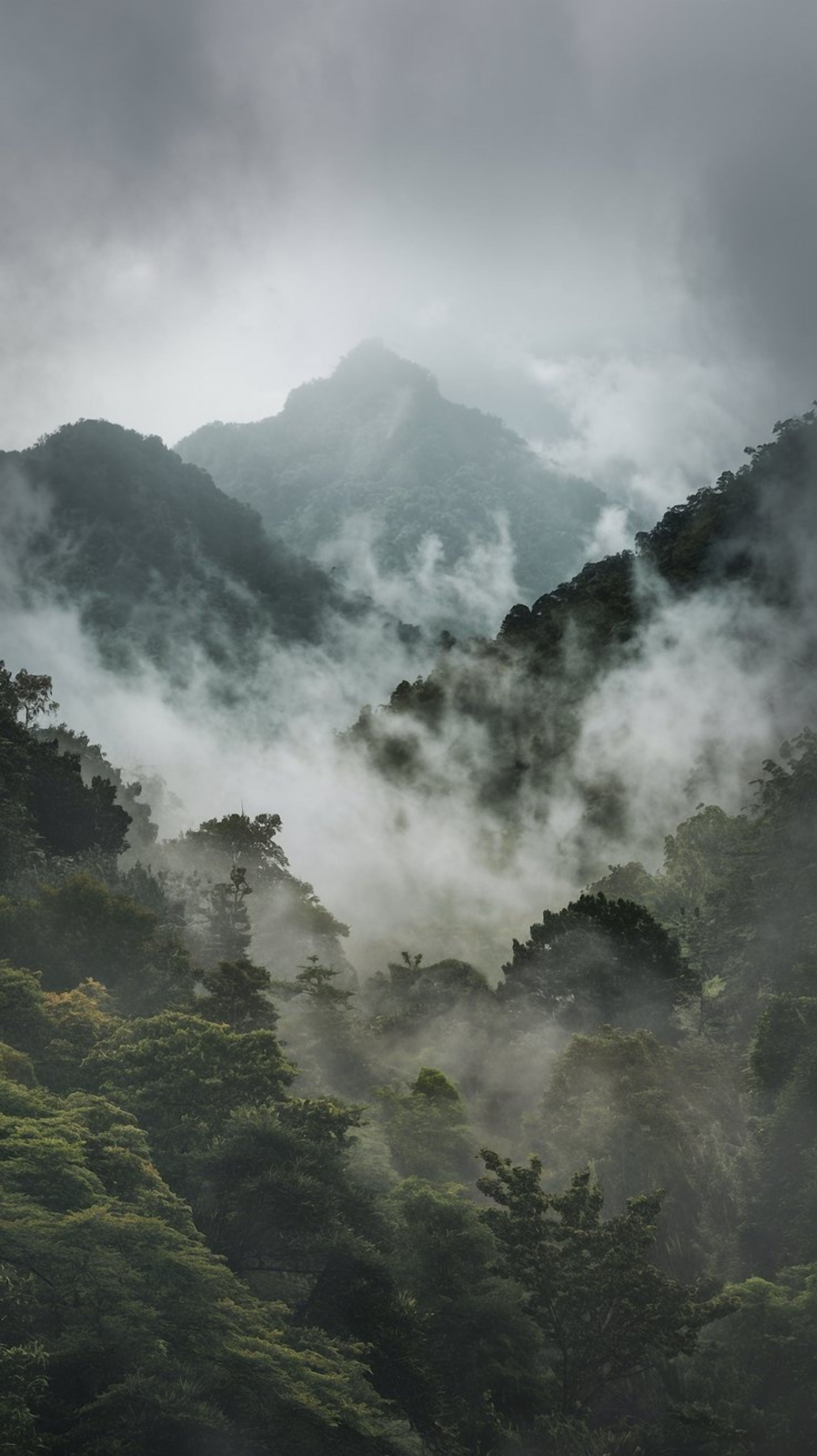 A serene misty morning in a lush mountain forest with clouds enveloping the landscape.