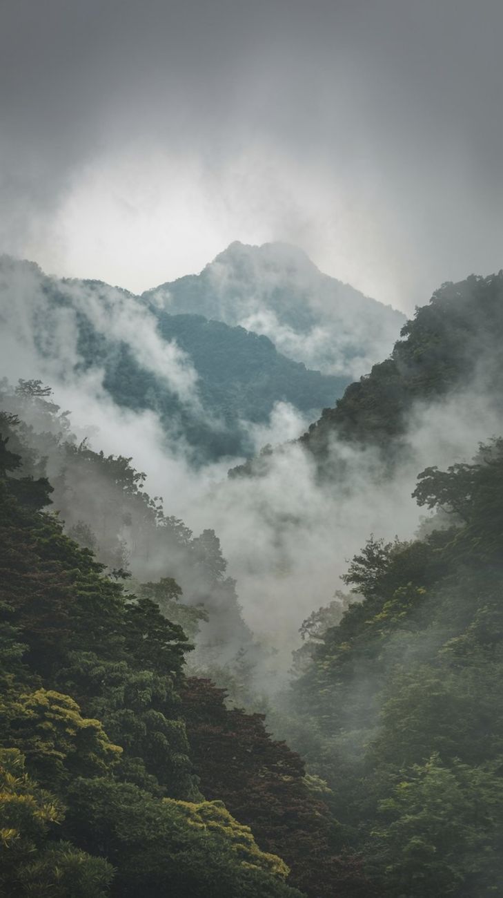 Lush green forest with mist and fog enveloping mystic mountain peaks in a serene landscape.