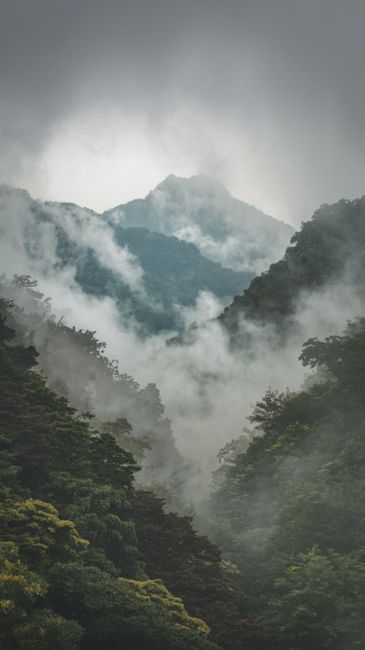 Lush green forest with mist and fog enveloping mystic mountain peaks in a serene landscape.