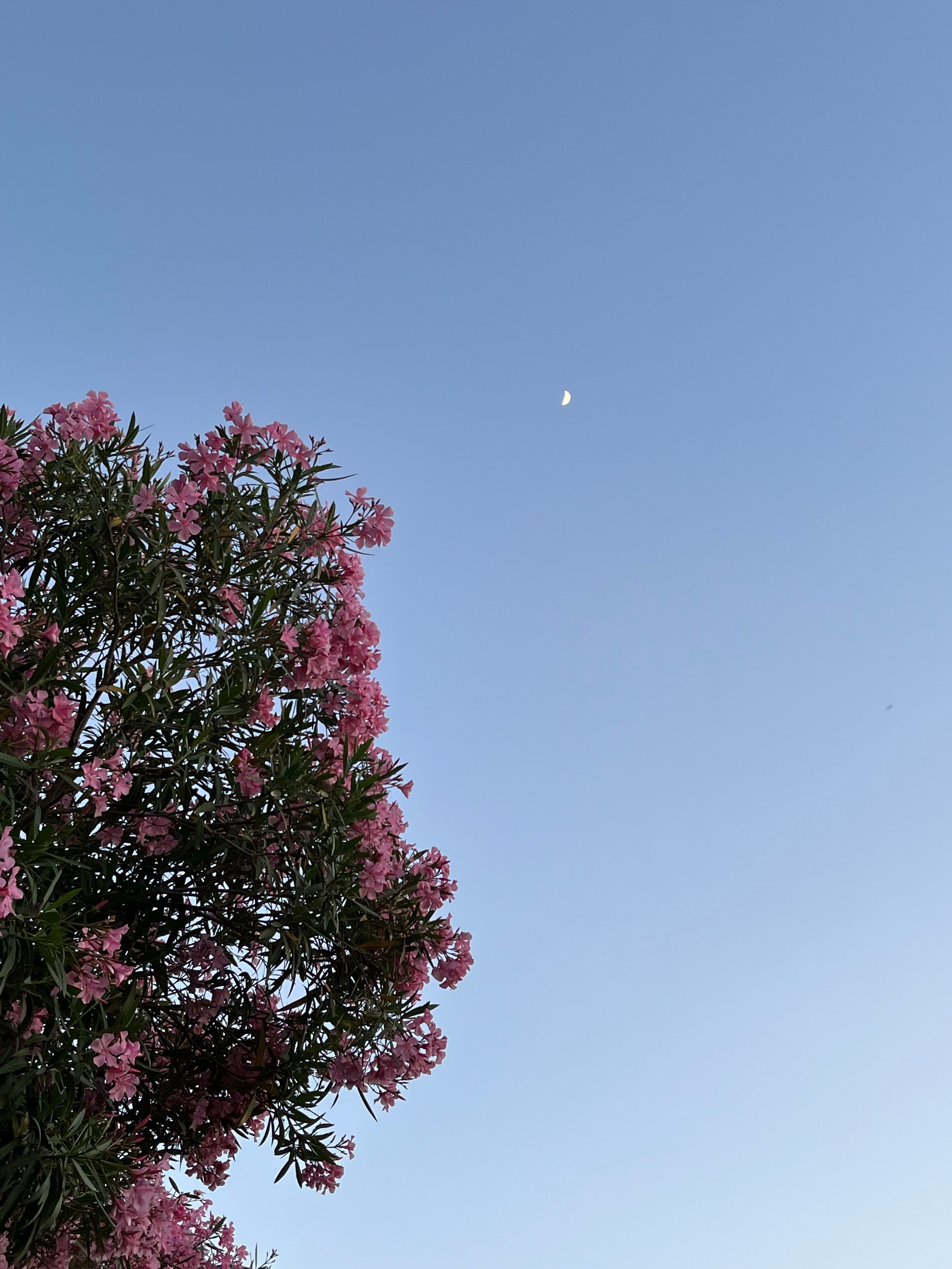 Pink oleander tree branches framing the crescent moon in a clear blue sky.