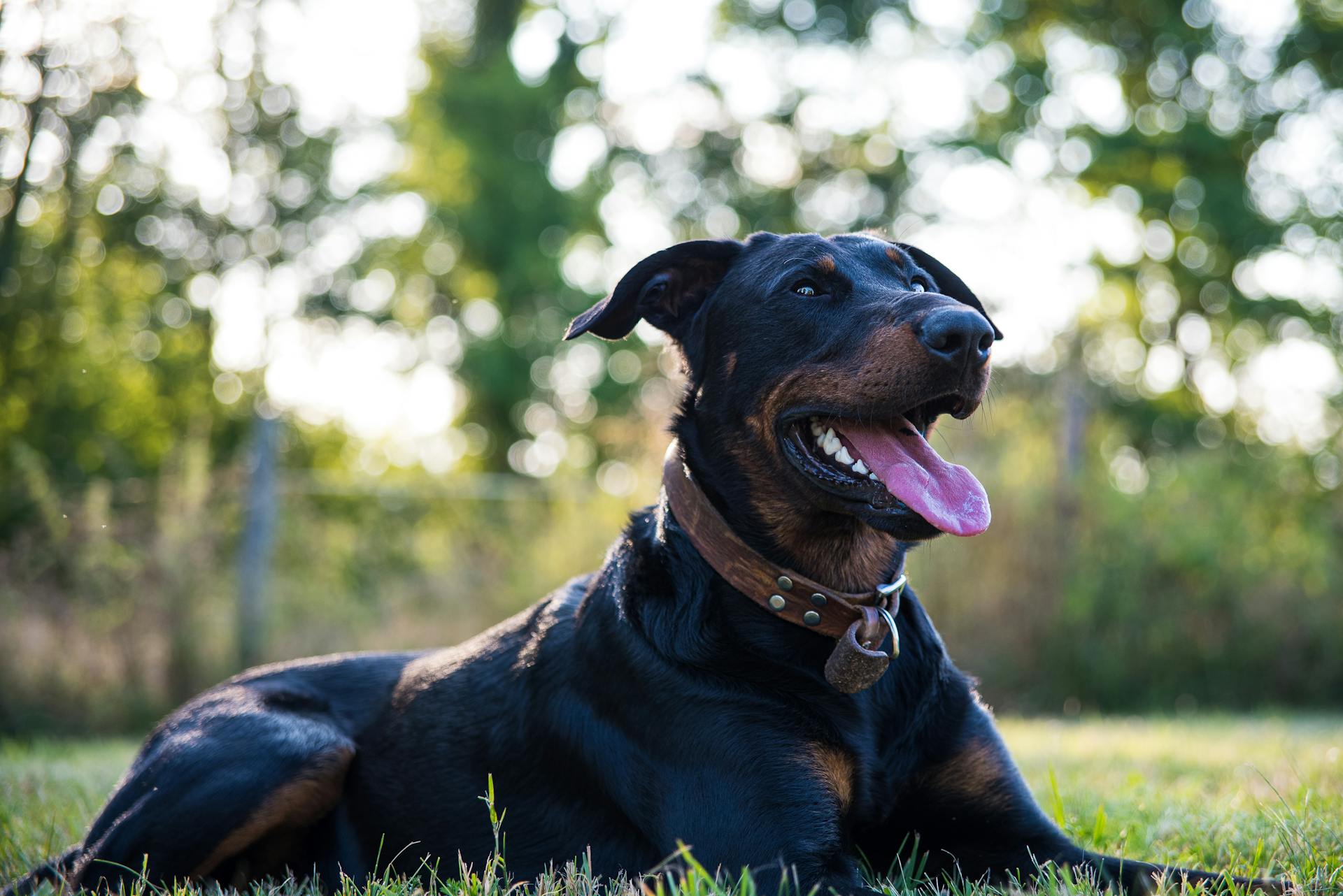 A cheerful Beauceron dog lying on the grass in a sunny park, tongue out.