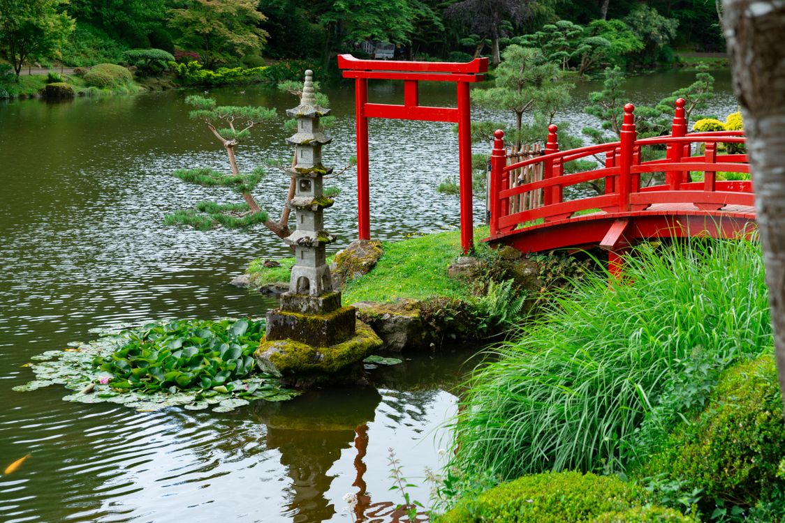 Serene Japanese Garden with Red Bridge · Free Stock Photo