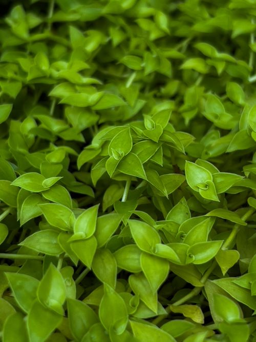 Free Close-up view of lush green leaves highlighting intricate details and textures. Stock Photo