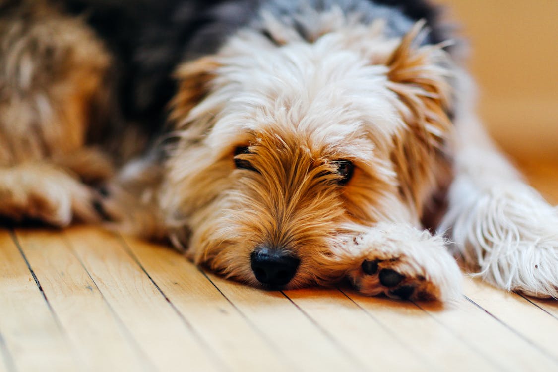 Photo Of Dog Lying Down Free Stock Photo photo-of-dog-lying-down-free-stock-photo