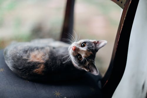 Photo of Cat on Chair