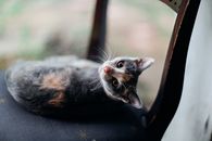 那只可爱的家猫睁着醒目的眼睛，在椅子上休息，尽显顽皮本性