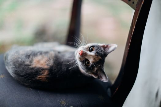 那只可爱的家猫睁着醒目的眼睛，在椅子上休息，尽显顽皮本性