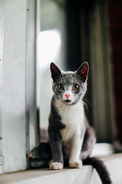 Photo Of A Gray And White Cat