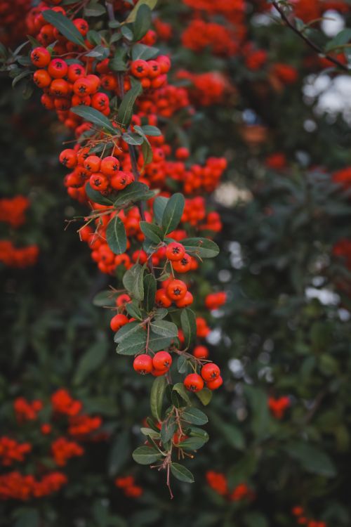 Free Close-up of bright red berries on a leafy green branch, creating a vibrant contrast. Stock Photo